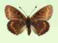 Melitaea cinxia female (aberrant form moscaryi) (Internet Image property of respective owner, non-commercial use only)